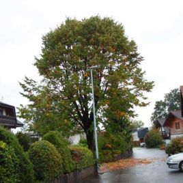 Baum neben weißem Haus