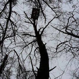 Baum im Wald