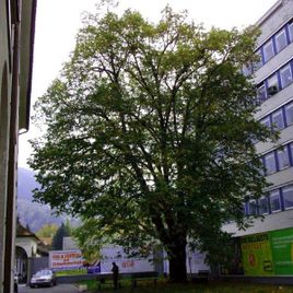 Baum vor weißem Gebäude