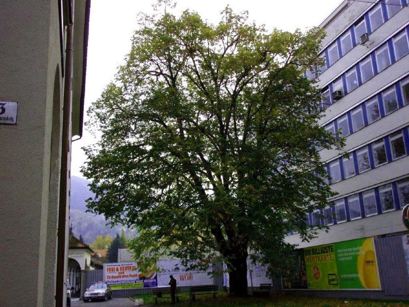 Baum vor weißem Gebäude