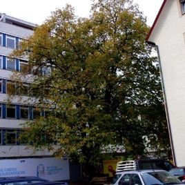 Baum vor Gebäude