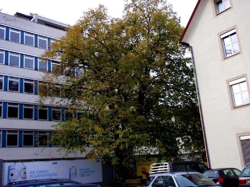 Baum vor Gebäude