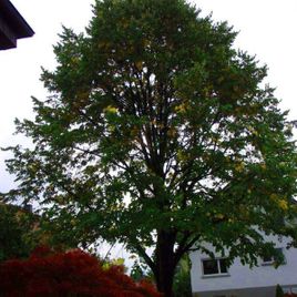 Baum vor weißem Haus