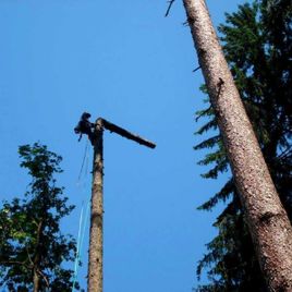 Baum im blauen Himmel