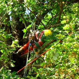 hellgrüner Baum