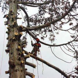 Mann auf Baum