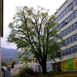 Baum 1