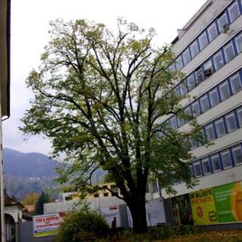 Baum 1