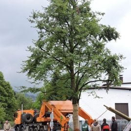 Baum im Freien